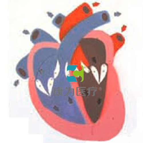 九江“康為醫療”心臟收縮、舒張與瓣膜開閉演示模型